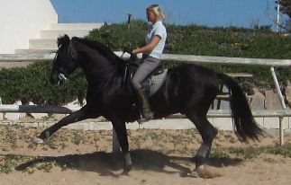 Spanisches Reitpferd